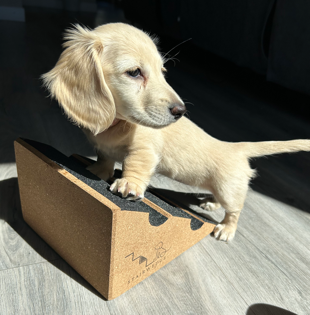 Why Is My Dog Afraid of Stairs? Causes and What Actually Helps