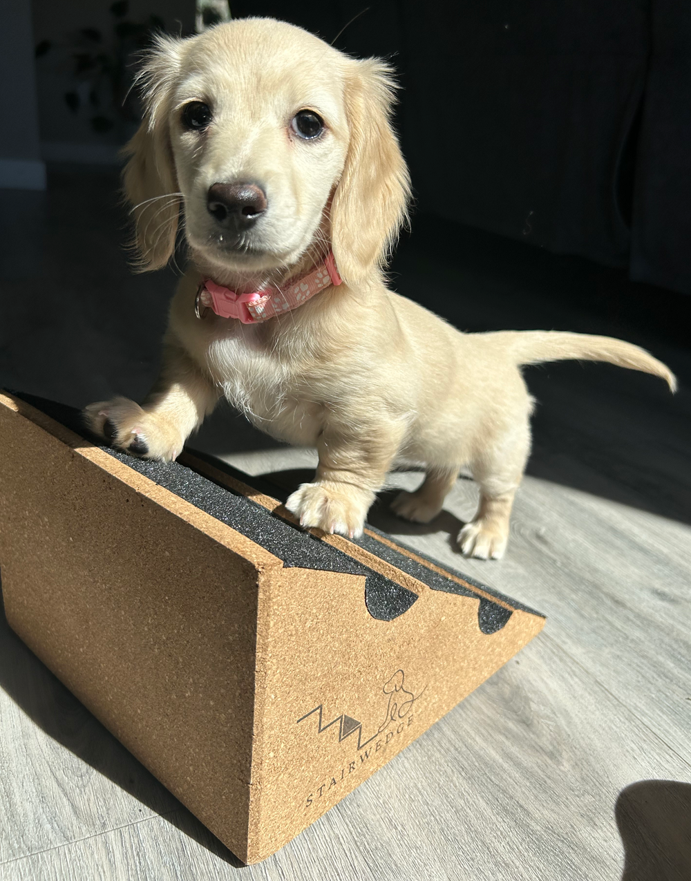 StairWedge Grooved Edition Launches: Secure, Sustainable Ramp for Every Pet