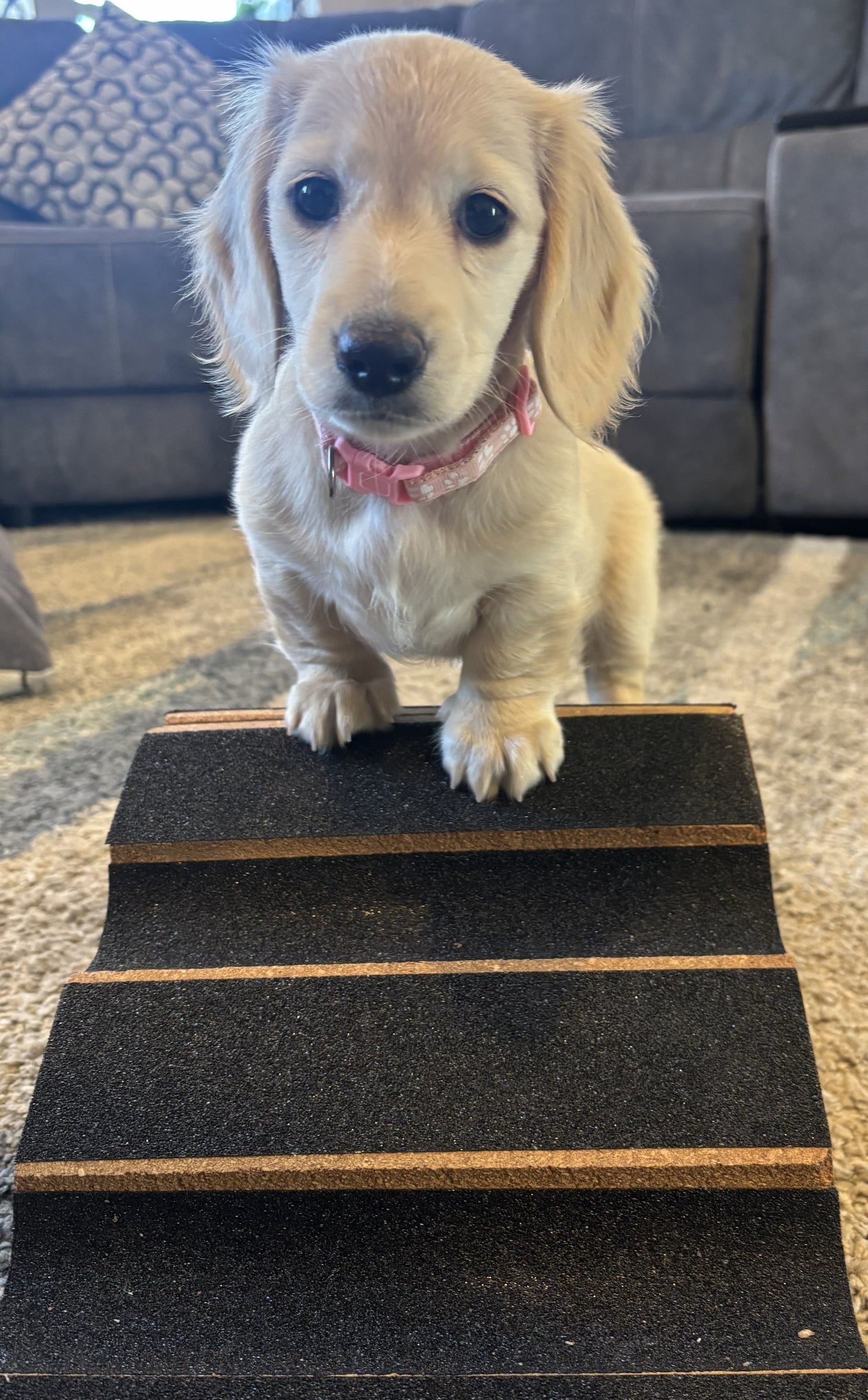 Why Senior Dogs Need a Stair Wedge to Stay Safe and Independent