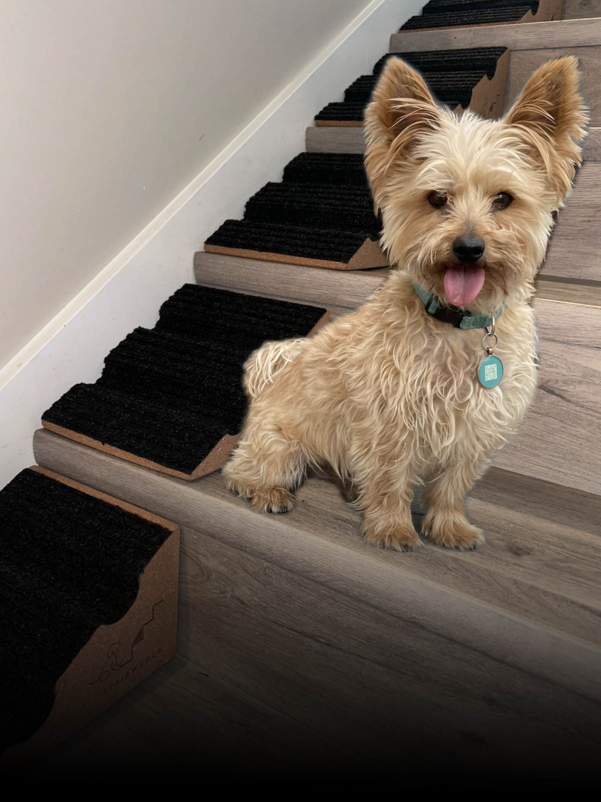 How to Build Your Home to Be Senior Dog Friendly Using StairWedge