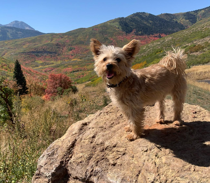 How to Protect Your Small Dog's Joints With Daily Stair Support