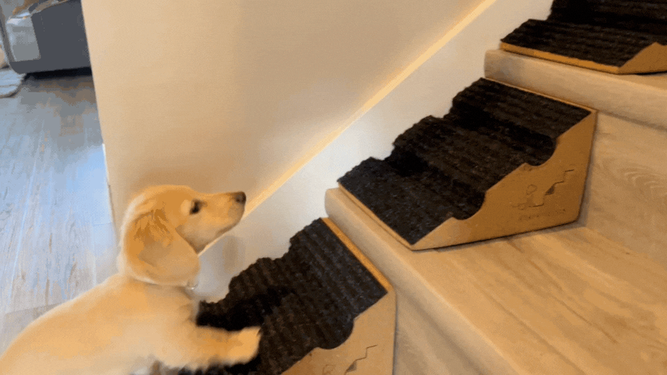 Why Every Small Dog Owner Should Use a Stair Ramp Alternative