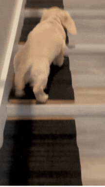 Stairwedge - Dog Ramp for Small Dogs - Versatile Stair Ramp for Any Staircase