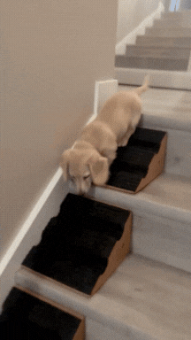 Stairwedge - Dog Ramp for Small Dogs - Versatile Stair Ramp for Any Staircase