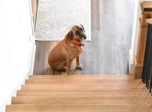 Dog Hurt on Stairs? Prevent Future Injuries With a Stair Wedge