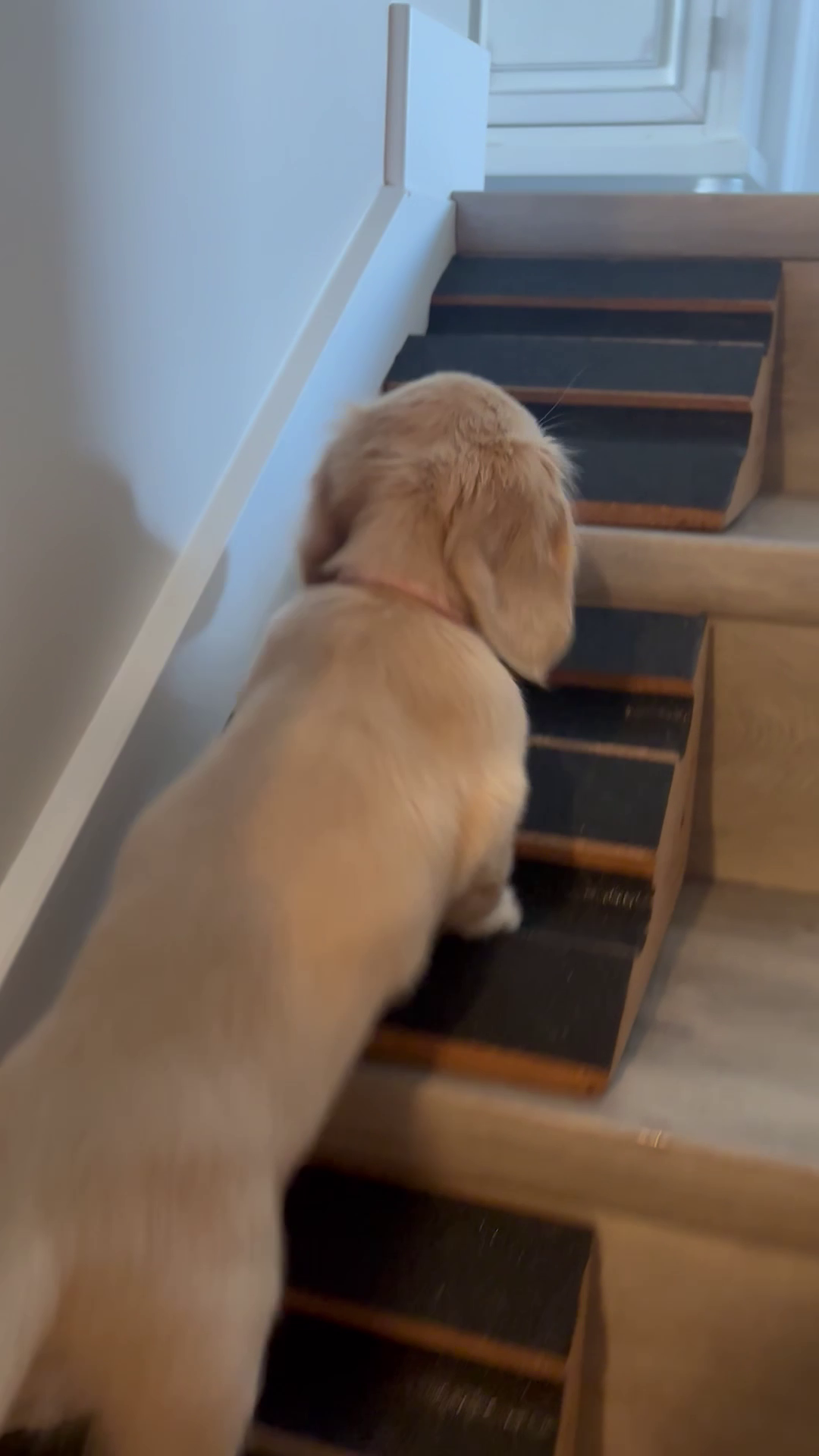 Is Your Dog Afraid of Stairs? How StairWedge Helps Instantly