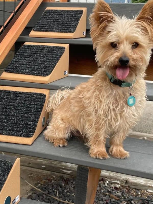 Stairwedge dog ramp