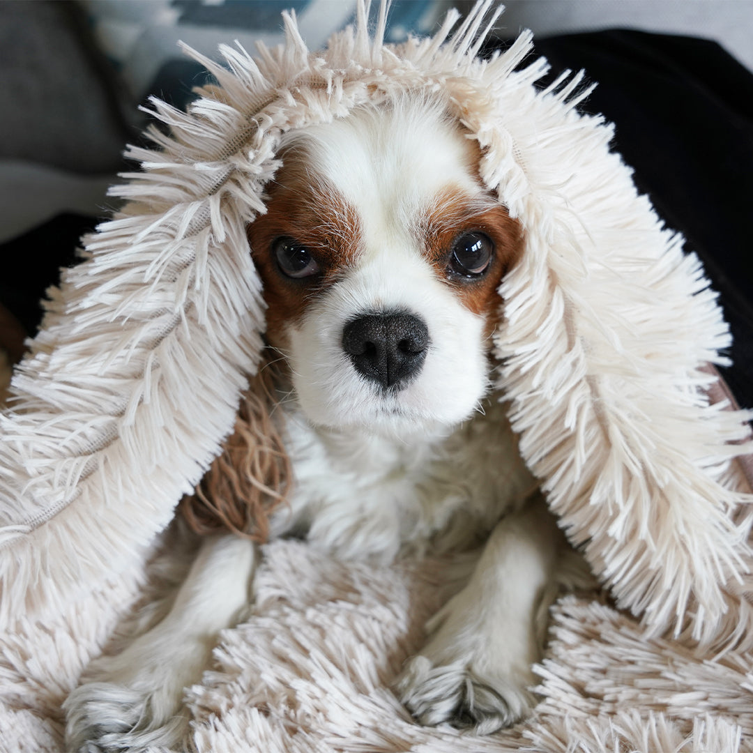 PawProof Throw Blanket