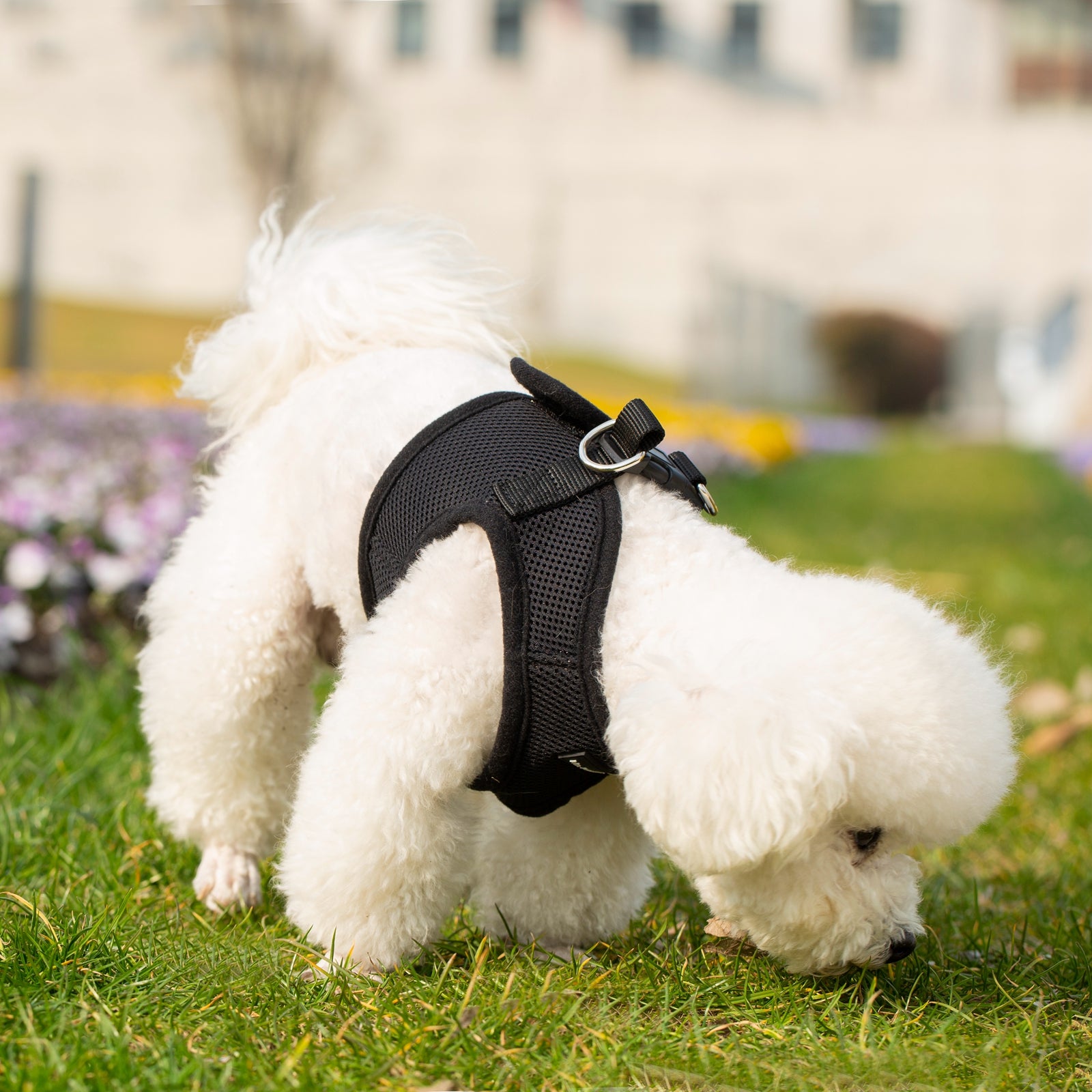 Mr. Peanut's PupTrek Soft Mesh Pet Harness with Matching Leash – Adjustable, Breathable, Choke-Free