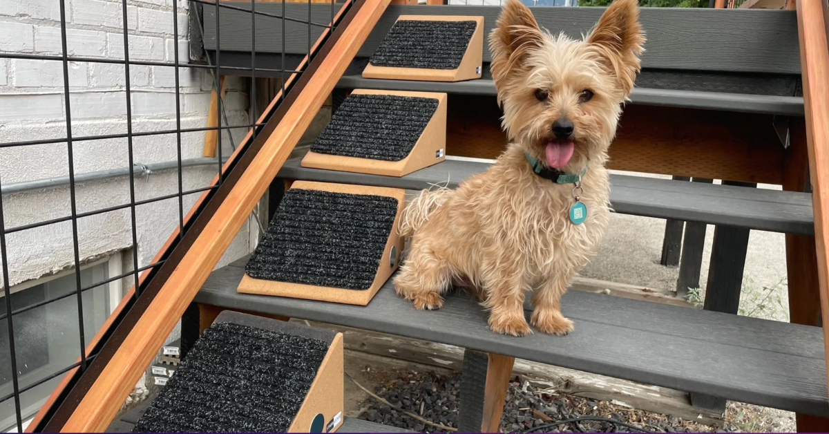 StairWedge: The Ultimate Ramp for Small Breeds
